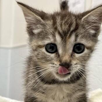 Jolene -  Domestic Short Hair Cat for Adoption in Philadelphia, Pennsylvania - Jolene | PetCurious