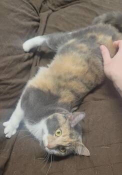 ALECIA -  Domestic Short Hair Cat for Adoption in Sandusky, Ohio - ALECIA | PetCurious