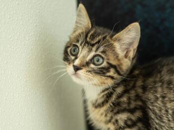 Merle -  Tabby and Domestic Short Hair Cat for Adoption in Republic, Washington - Merle | PetCurious