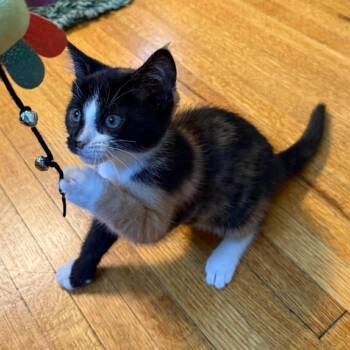 Domestic Short Hair Cats Available for Adoption in Plainfield, Illinois - Moline | PetCurious