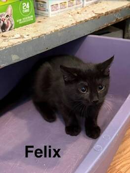 FELIX -  Domestic Short Hair Cat Available for Adoption in Millerstown, Pennsylvania - FELIX | PetCurious