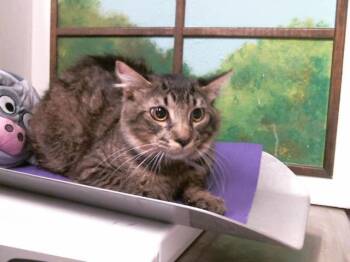 Domestic Short Hair Cats Available for Adoption in Houston, Texas - SMOKEY | PetCurious