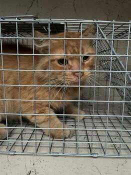 POLKA DOT -  Domestic Short Hair Cat for Adoption in Louisville, Kentucky - POLKA DOT | PetCurious