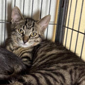 Maxie -  Domestic Short Hair Cat Available for Adoption in Saginaw, Michigan - Maxie | PetCurious