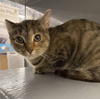Rescue Domestic Short Hair Cats for Adoption in Sioux Falls, South Dakota - *Tammy | PetCurious