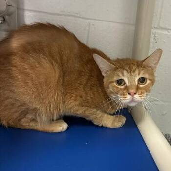 Pear -  Domestic Short Hair Cat for Adoption in Dayton, Ohio - Pear | PetCurious