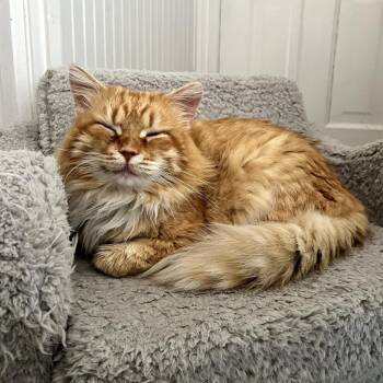 Oswald -  Domestic Long Hair Cat for Adoption in South Elgin, Illinois - Oswald | PetCurious