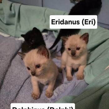 Eridanus -  Domestic Short Hair Cat for Adoption in Madison, Wisconsin - Eridanus | PetCurious