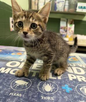 P Digits -  Domestic Short Hair Cat for Adoption in Merrillville, Indiana - P Digits | PetCurious