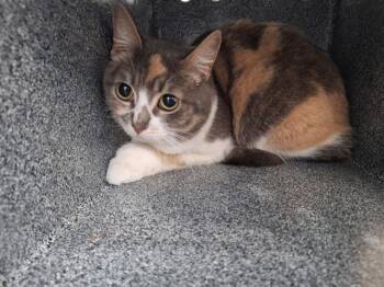 Domestic Medium Hair Cats Available for Adoption in Dallas, Texas - PRINCESS | PetCurious