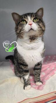 Pablo -  Domestic Short Hair Cat for Adoption in Delson, Quebec - Pablo | PetCurious