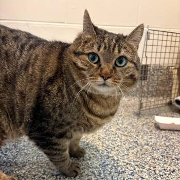 Mouse -  Domestic Short Hair Cat for Adoption in Fairport, New York - Mouse | PetCurious