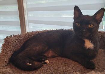 Domestic Short Hair Cats Available for Adoption - Lacey | PetCurious