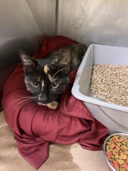 Domestic Short Hair Cats Available for Adoption in Trenton, New Jersey - North (TAS #19) | PetCurious