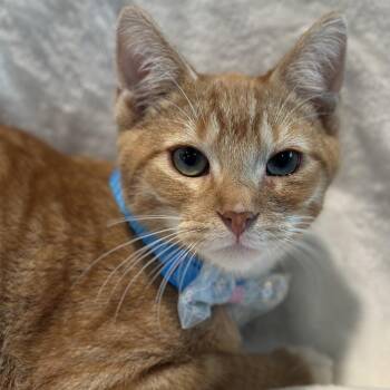 Taj Mahal -  Domestic Short Hair Cat for Adoption in Matteson, Illinois - Taj Mahal | PetCurious