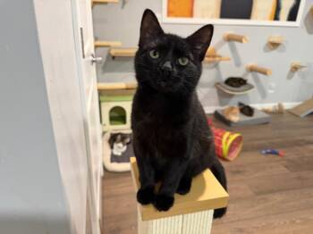 Domestic Short Hair Cats Available for Adoption - Zoey | PetCurious