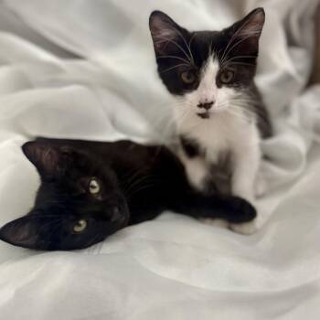 Diamond -  Domestic Short Hair Cat for Adoption in Tustin, California - Diamond | PetCurious