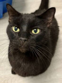 Rescue Domestic Short Hair Cats for Adoption - Colman | PetCurious