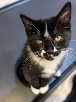 Cirrus - Weather Channel Kittens -  Domestic Short Hair Cat for Adoption in Portland, Oregon - Cirrus - Weather Channel Kittens | PetCurious