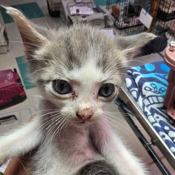 Lock -  Domestic Short Hair Cat for Adoption in Leander, Texas - Lock | PetCurious