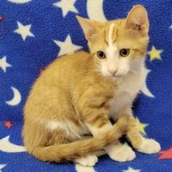Firecracker -  Tabby Cat for Adoption in Green Valley, Arizona - Firecracker | PetCurious