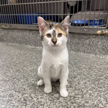Sprite -  Domestic Short Hair Cat for Adoption in Falls Church, Virginia - Sprite | PetCurious
