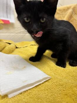Bert -  Domestic Short Hair Cat for Adoption in Santa Rosa, California - Bert | PetCurious