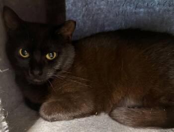 Domestic Short Hair Cats Available for Adoption - Luigi | PetCurious