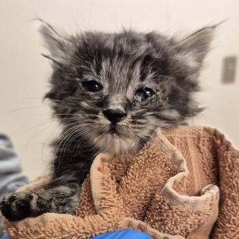 Equinox -  Domestic Short Hair Cat for Adoption in Reno, Nevada - Equinox | PetCurious