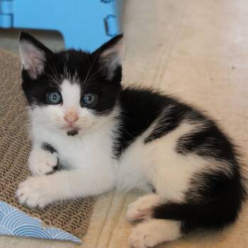 Ace -  Domestic Short Hair Cat for Adoption in York, Pennsylvania - Ace | PetCurious