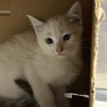 Pebble -  Domestic Short Hair Cat for Adoption in West Olive, Michigan - Pebble | PetCurious