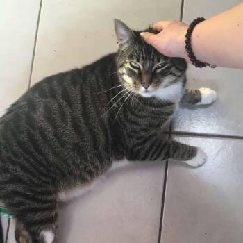 Pong -  Domestic Short Hair Cat for Adoption in Roberts Creek, British Columbia - Pong | PetCurious