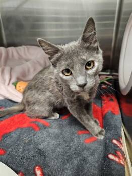 Rescue Domestic Short Hair Cats for Adoption in Fremont, California - SERAPHIRA | PetCurious