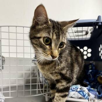 Becky -  Domestic Short Hair Cat for Adoption in Clearwater, Florida - Becky | PetCurious