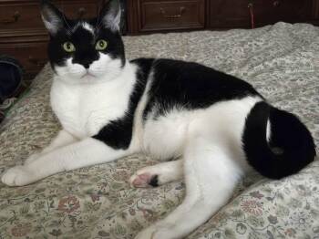 Domestic Short Hair Cats Available for Adoption in Catasauqua, Pennsylvania - Alley Cat | PetCurious