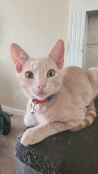 Rescue Domestic Short Hair Cats for Adoption in Stockton, California - Tangie INDOOR ONLY | PetCurious