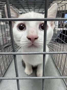 AMANDA -  Domestic Short Hair Cat for Adoption in Las Vegas, Nevada - AMANDA | PetCurious