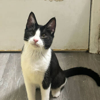 Rescue Domestic Short Hair Cats for Adoption in Escondido, California - DuZu | PetCurious