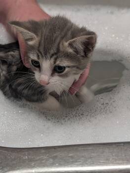 Mimolette -  Domestic Short Hair Cat for Adoption in Ben Avon, Pennsylvania - Mimolette | PetCurious