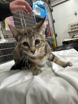 Rescue Domestic Short Hair Cats for Adoption in Allegan, Michigan - Willow | PetCurious