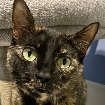 Bow -  Domestic Short Hair Cat for Adoption in Murray, Utah - Bow | PetCurious