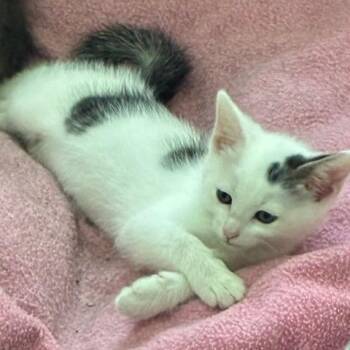 Polly -  Domestic Short Hair Cat for Adoption in Los Angeles, California - Polly | PetCurious