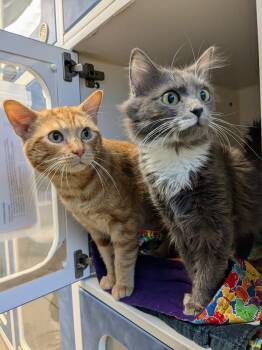 Rescue Domestic Medium Hair Cats for Adoption in Bellingham, Washington - Dilly And Tilly | PetCurious