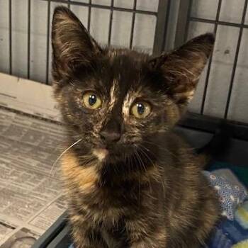 Mimi -  Domestic Short Hair Cat for Adoption in Duncan, Oklahoma - Mimi | PetCurious