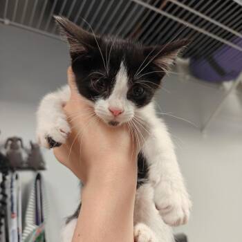 American Shorthair and Russian Blue Cats Available for Adoption in New Orleans, Louisiana - Nike | PetCurious