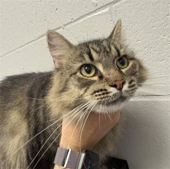ESMERELDA -  Domestic Long Hair Cat for Adoption in Indianapolis, Indiana - ESMERELDA | PetCurious