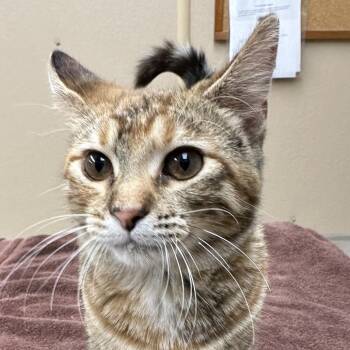 Ginger -  Domestic Short Hair Cat for Adoption in Naperville, Illinois - Ginger | PetCurious