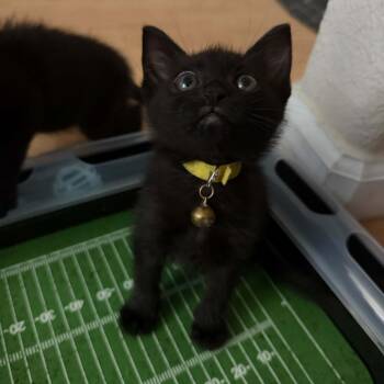 Violet W -  Domestic Short Hair Cat for Adoption in Antioch, California - Violet W | PetCurious