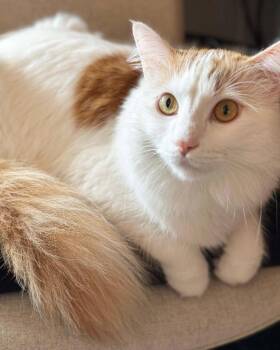 Minivan -  Turkish Van Cat for Adoption in New Braunfels, Texas - Minivan | PetCurious