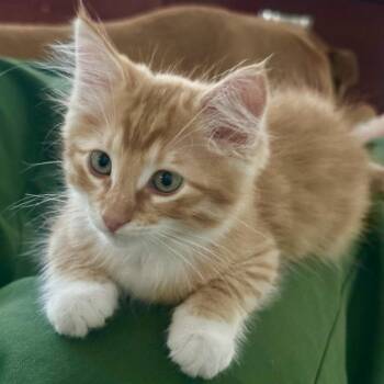 Custard -  Domestic Long Hair Cat for Adoption in Los Angeles, California - Custard | PetCurious